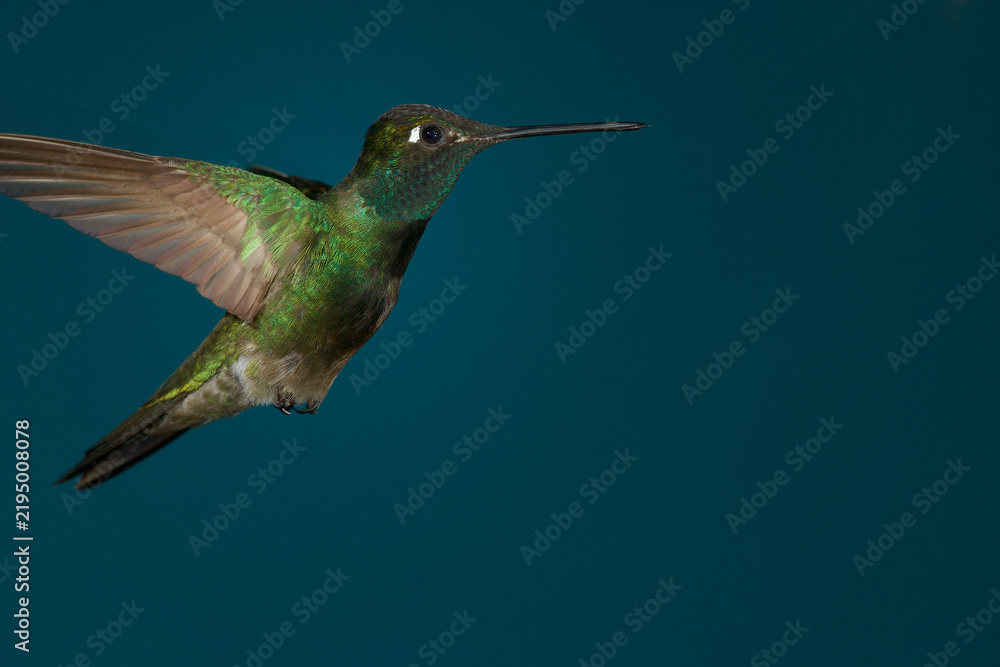 Fototapeta premium Rivoli's Hummingbird in flight