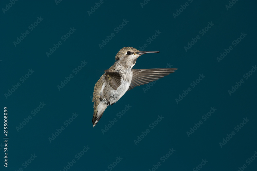 Fototapeta premium Calliope hummingbird in flight