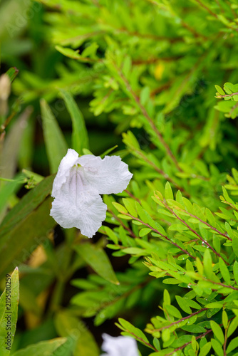 Delicate white flower bloom blossoming in serene garden nature with fresh green leaf foliage creating peaceful copy space background