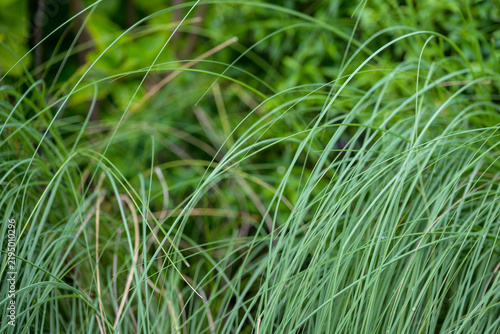 Peaceful green grass foliage growing in garden nature meadow creates fresh serene outdoor plant blade texture for background