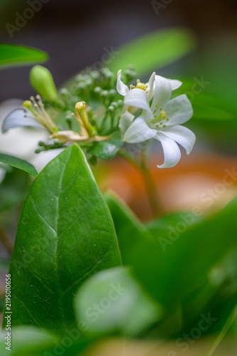 Fresh white flower blossom on green leaf branch outdoors in serene nature garden bringing peaceful calm feeling with copy space