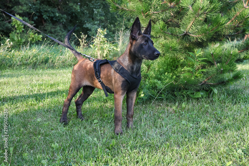 A Belgian Malinois puppy wearing a harness and leash stands in a show stance on a green lawn next to a pine tree.