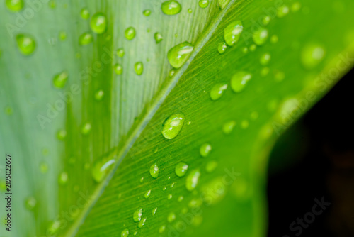 Принти на полотні Macro water droplets hanging on green leaf stem