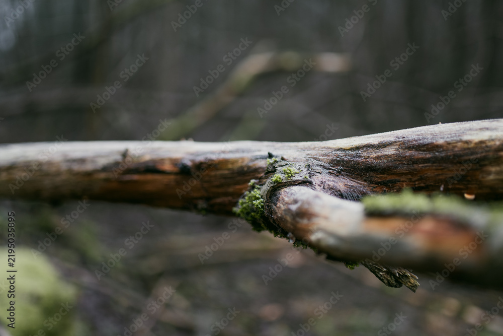 Obraz premium Moss, tree bark and fallen deadwood in a damp winter forest without snow. Decaying wood and natural vegetation show the quiet seasonal cycle of a woodland ecosystem.