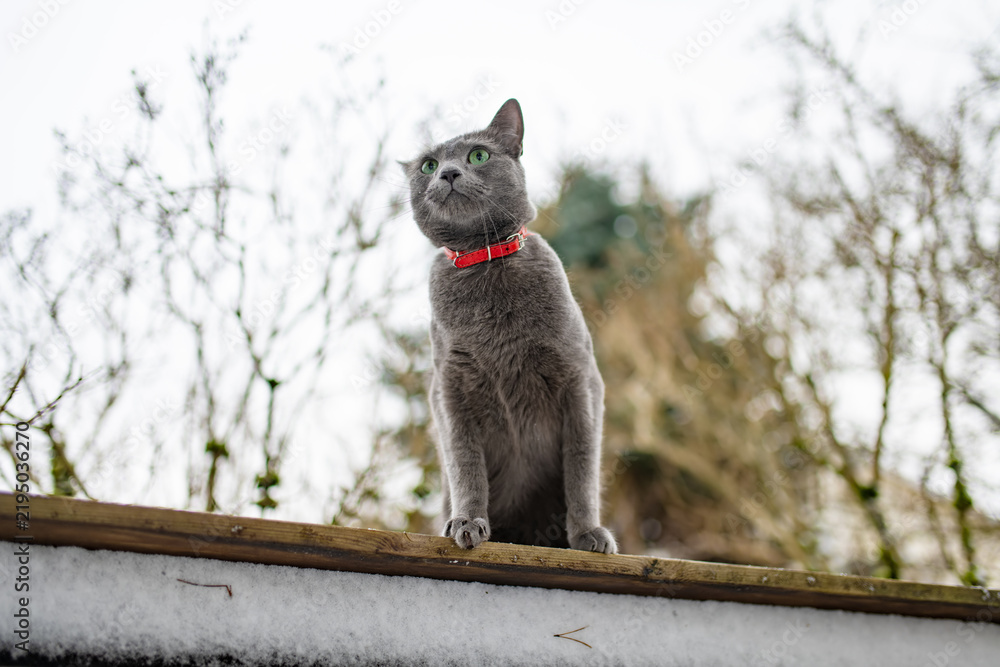 Obraz premium Russian Blue cat sitting outdoors beside snow on a cold winter day. Gray domestic cat with green eyes looks upward against a softly blurred garden background.