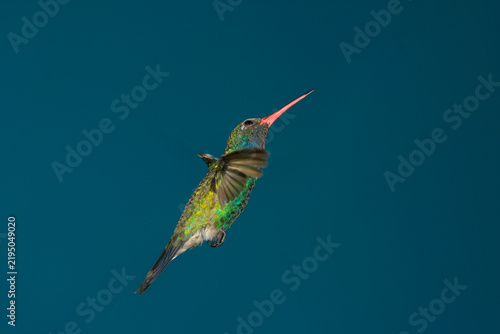 Foto Broad-billed hummingbird looking skyward while flying