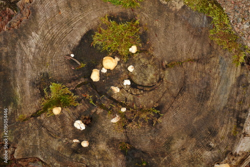 Foto Overhead perspective of a weathered tree stump showcasing prominent growth rings