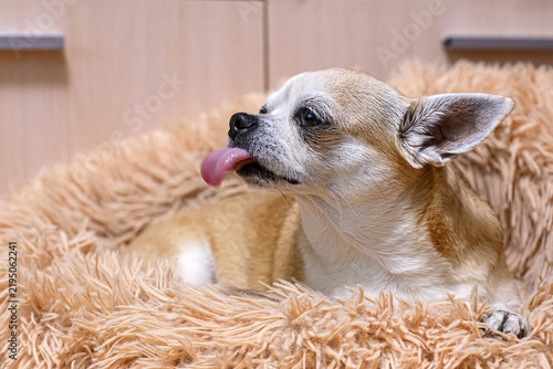 A cute Chihuahua is resting on a fluffy bed with its tongue hanging out.