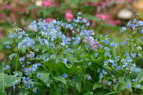 Close-up of delicate blue flowers of Brunnera macrophylla.