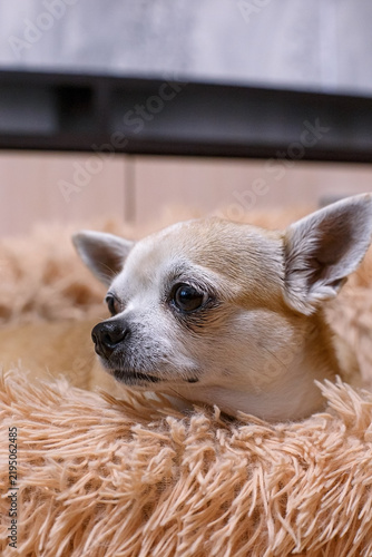A happy Chihuahua is resting on a cozy, fluffy pet bed.