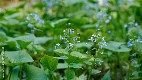 Close-up of the delicate blue flowers of Brunnera macrophylla.