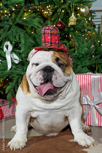 Dog. An English bulldog. A smiling dog at the Christmas tree. Holidays and events