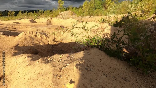 Small Green Plants Growing in Sunlit Sand Under Dark Clouds