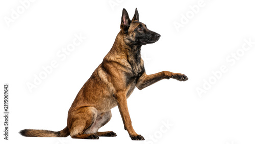 Fotografie Belgian Malinois dog sitting and offering paw, isolated on transparent backgroun