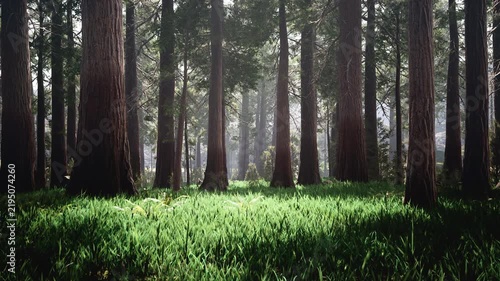 Dense sequoia forest with bright green grass on forest floor