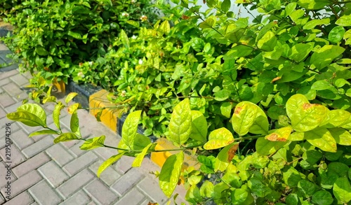 Fotografía Green shrubbery growing along a paved brick walkway in a garden