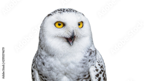 Canvastavla Snowy owl with bright yellow eyes and open beak, isolated on transparent backgro