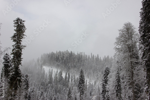 Fotografie Winter mountain landscape with snow-covered pine forest and ski resort slopes du