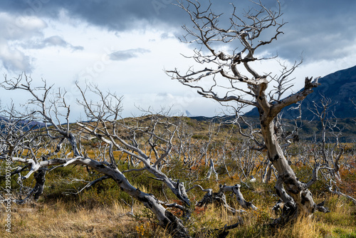 Bleached dead lenga trees after forest fire in the Patagonian steppe