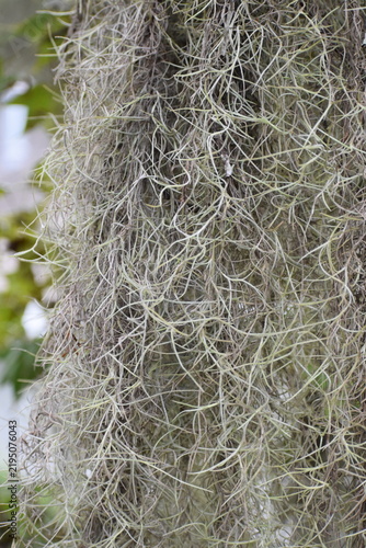 Spanish moss background