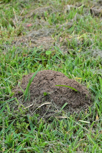 a small ant hill on the lawn