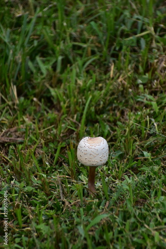 mushroom in the grass