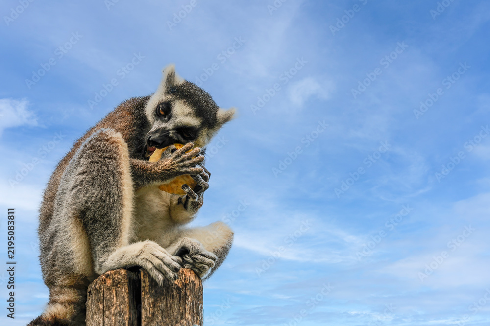 Obraz premium Ring-tailed lemur eats fruit while perched on a wooden stump beneath a bright blue sky. Wide copy space highlights natural feeding behavior, wildlife conservation, and biodiversity.