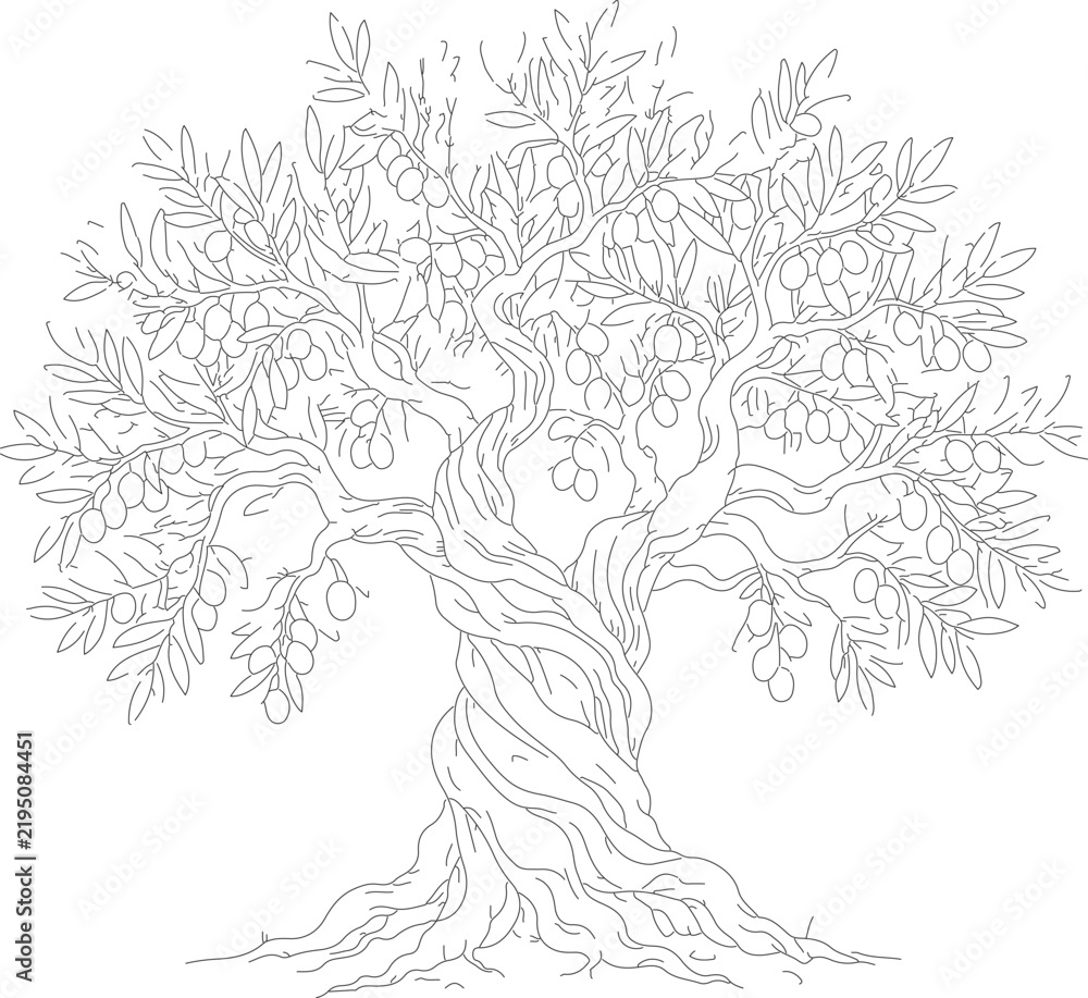 Fototapeta premium Vintage olive tree line art vector, ancient gnarled tree with branches and fruit, hand drawn botanical illustration for organic oil labels