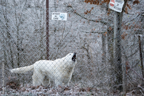 Obraz na płótnie White livestock guardian dog barks behind a chain link fence beside warning signs on a frosty rural property