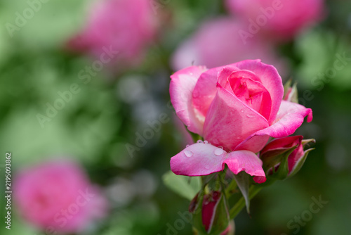 Close-up of a red rose with water droplets