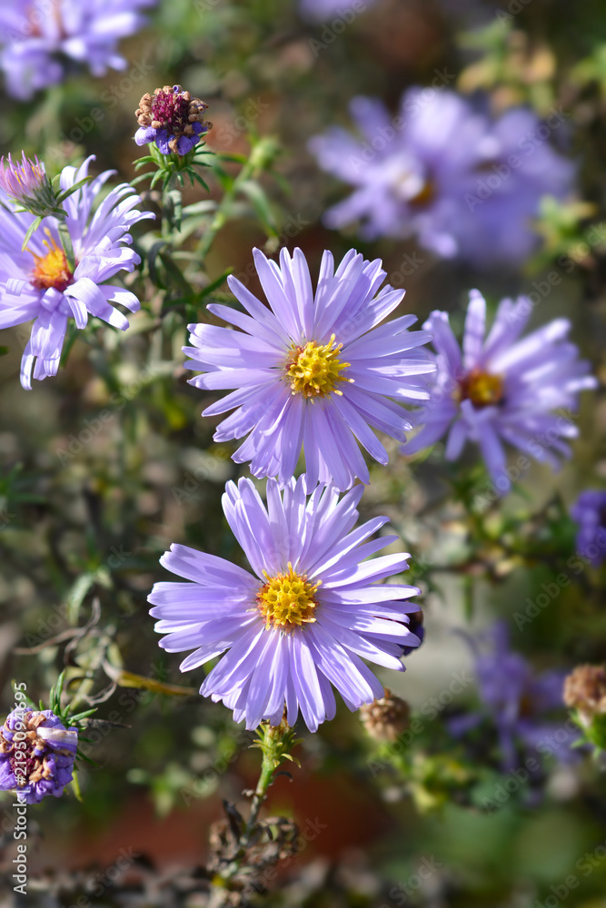 Obraz premium New York aster Milka flowers - Latin name - Symphyotrichum novi-belgii Milka