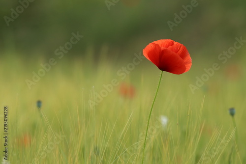 fiore di papavero in primavera al tramonto