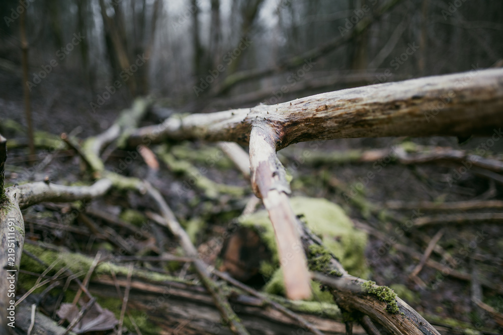 Fototapeta premium Moss, tree bark and fallen deadwood in a damp winter forest without snow. Decaying wood and natural vegetation show the quiet seasonal cycle of a woodland ecosystem.