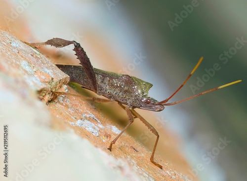 A Focus Stacked Closeup Image of a Florida Leaf-Footed Bug on a Brick Wall