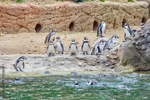 Humboldt-Pinguine ( Spheniscus humboldti ).