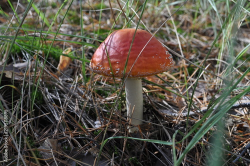 Quadro su tela Mushroom red fly agaric in the forest among the grass of fallen leaves