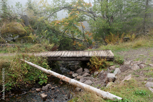 Bridge in the forest