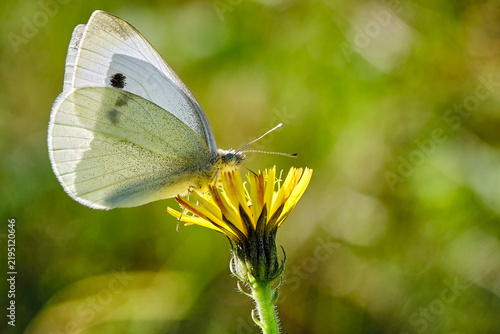 Kleiner Kohlweißling ( Pieris rapae ).