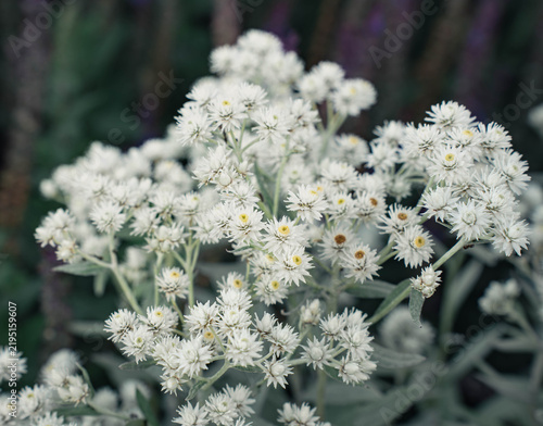 Fotografía Pearly everlasting white flowers blooming in summer garden