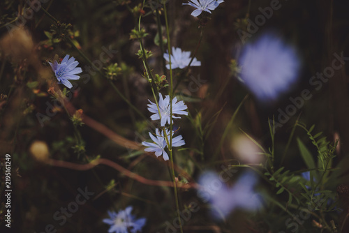 Cuadro en lienzo Common chicory wildflowers, Cichorium intybus, scattered through a natural late-