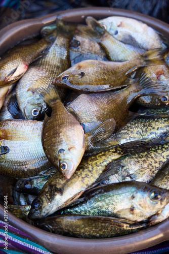 bucket of fresh fish on the market