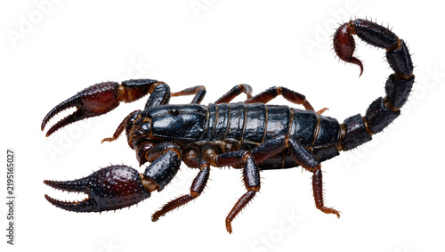 Принти на полотні Dark black scorpion with large claws and segmented tail, isolated on transparent