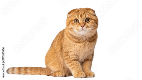 Fotografie Orange Scottish Fold cat sitting, isolated on transparent background