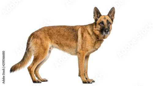 Photography Alert Belgian Malinois dog standing, isolated on transparent background
