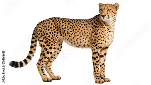 Spotted cheetah standing alert, isolated on transparent background