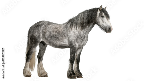 Canvas Print Majestic dapple grey shire horse with flowing mane and tail, isolated on transpa