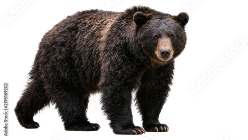 Fotografie Large black bear with shaggy fur standing alert, isolated on transparent backgro