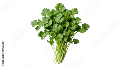 Fotografie Fresh green cilantro herb bunch, isolated on transparent background