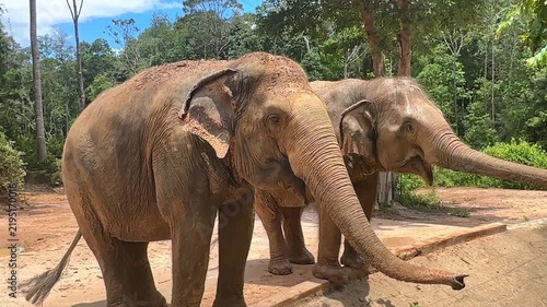 Two Asian elephants standing side by side near a sandy area with lush green trees and foliage in the background. Safari park on Phu Quoc island. Wildlife Africa concept. High quality footage
