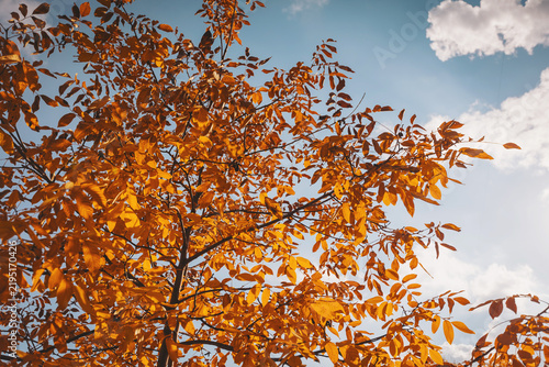 Foto Autumn leaves rustle gently in the breeze beneath a bright blue sky